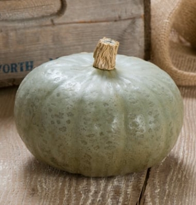 Picture of Winter Squash Sombra (Winter Sweet)